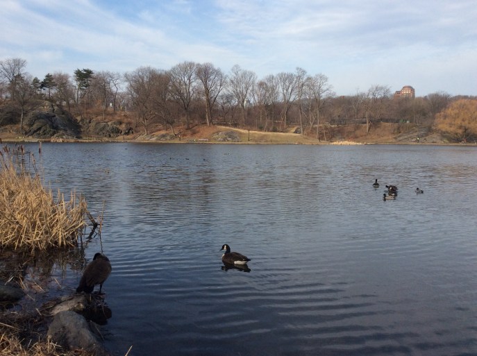Central Park pond